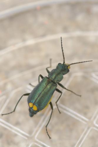 Réf. 260 038 : Clanoptilus elegans